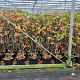 Aronia melanocarpa 100-125 cm 7,5L solitair