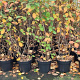 Aronia melanocarpa 100-125 cm 7,5L solitair