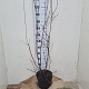 Aronia melanocarpa 100-125 cm 7,5L solitair