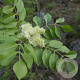 Fraxinus e. 'Spectabilis' 100-125 cm 20L