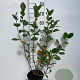 Aronia prunifolia 'Viking' 60-80 cm 3,0L
