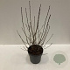 Aronia prunifolia 'Viking' 80-100 cm 12L