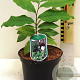 Asimina triloba 30-40 cm 3,0L
