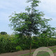 Gleditsia triacanthos inermis 20-25 HO draadkluit 250 cm stam