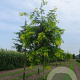 Gleditsia triac. 'Sunburst' 18-20 HO draadkluit 250 cm stam