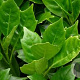 Aucuba japonica 30-35 cm 2,0L