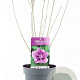 Hibiscus syr. 'Ardens' 40-50 cm 3,0L