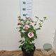 Hibiscus syr. 'Hamabo' 40-60 cm 5,0L