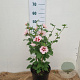 Hibiscus syr. 'Hamabo' 40-60 cm 5,0L