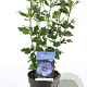 Hibiscus syr. 'Oiseau Bleu' 40-50 cm 3,0L