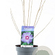Hibiscus syr. 'Oiseau Bleu' 40-50 cm 3,0L