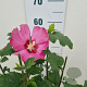 Hibiscus syr. 'Woodbridge' 40-60 cm 5,0L