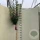 Hibiscus syr. 'Woodbridge' 120 cm stam 10L