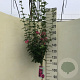 Hibiscus syr. 'Woodbridge' 120 cm stam 10L
