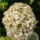 Hydrangea a. Bellarag. Blanchetta GM 3,0L leverbaar