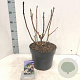 Hydrangea asp. 'Macrophylla' 25-30 cm 2,0L