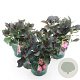 Hydrangea m. Black Diamonds Mix 15-20 cm 2,0L