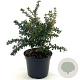 Berberis buxifolia 'Nana' 25-30 cm 3,0L