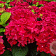 Hydrangea m. Fire Wings 15-20 cm 2,0L