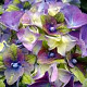 Hydrangea m. Lady Mata Hari 15-20 cm 2,0L rose