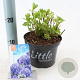 Hydrangea m. 'Little Blue' 15-20 cm 2,0L