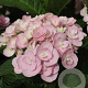 Hydrangea m. Love GM 3,0L leverbaar