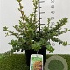 Berberis darwinii 'Compacta' 25-30 cm 3,0L