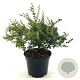 Berberis darwinii 'Compacta' 25-30 cm 3,0L