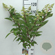 Hydrangea pan. Candlelight 70 cm stam 5,0L