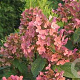 Hydrangea pan. Early Sensation 40-60 cm 10L