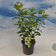 Hydrangea pan. 'Limelight' 30-40 cm 3,0L