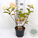 Hydrangea pan. Living Pink & Rose 30-40 cm 3,0L