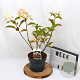 Hydrangea pan. Living Pink & Rose 30-40 cm 3,0L