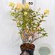 Hydrangea pan. Pixio 30-40 cm 3,0L