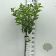 Hydrangea pan. Skyfall 50 cm stam 5,0L