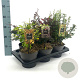 Berberis Gemengd 20-25 cm 2,0L