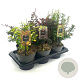 Berberis Gemengd 20-25 cm 2,0L