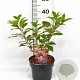 Hydrangea pan. Vanille-Fraise 30-40 cm 3,0L