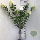 Hydrangea pan. Vanille-Fraise 50 cm stam 5,0L