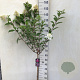 Hydrangea pan. Vanille-Fraise 70 cm stam 7,5L