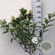 Hydrangea pan. Vanille-Fraise 70 cm stam 7,5L