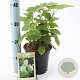 Hydrangea querc. 'Black Porch' 30-40 cm 2,0L