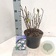 Hydrangea s. 'Bluebird' 10-15 cm 2,0L