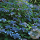 Hydrangea s. 'Ligannies' 15-20 cm 7,5L