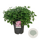 Hydrangea s. Magic Pillow 50-60 cm 15L