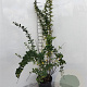 Berberis thunbergii 60-80 cm 5,0L