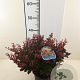 Berberis thunb. 'Atropurpurea Nana' 25-30 cm 2,0L