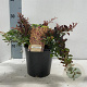 Berberis thunb. 'Atropurpurea Nana' 25-30 cm 2,0L