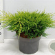 Juniperus pf. 'Old Gold' 30-40 cm 5,0L