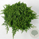 Juniperus procumbens 'Nana' 30-40 cm 5,0L
